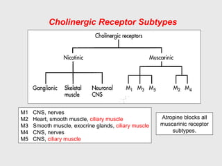 Cholinergic Receptor Subtypes
M1 CNS, nerves
M2 Heart, smooth muscle, ciliary muscle
M3 Smooth muscle, exocrine glands, ciliary muscle
M4 CNS, nerves
M5 CNS, ciliary muscle
Atropine blocks all
muscarinic receptor
subtypes.
 