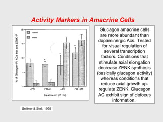 Activity Markers in Amacrine Cells
Glucagon amacrine cells
are more abundant than
dopaminergic Acs. Tested
for visual regulation of
several transcription
factors. Conditions that
stimulate axial elongation
decrease ZENK synthesis
(basically glucagon activity)
whereas conditions that
reduce axial growth up-
regulate ZENK. Glucagon
AC exhibit sign of defocus
information.
Seltner & Stell, 1995
 