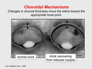 Choroidal Mechanisms
Changes in choroid thickness move the retina toward the
appropriate focal point.
from Wallman et al., 1995
normal chick chick recovering
from induced myopia
 