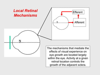 Local Retinal
Mechanisms
Afferent
Efferent
The mechanisms that mediate the
effects of visual experience on
eye growth are located largely
within the eye. Activity at a given
retinal location controls the
growth of the adjacent sclera.
 