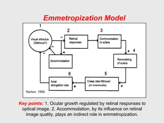 Emmetropization Model
Norton, 1999
Key points: 1. Ocular growth regulated by retinal responses to
optical image. 2. Accommodation, by its influence on retinal
image quality, plays an indirect role in emmetropization.
(in mammals)
 