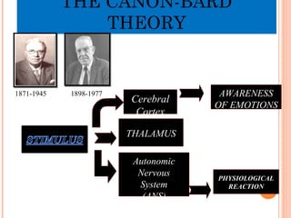 THALAMUS
Cerebral
Cortex
Autonomic
Nervous
System
(ANS)
AWARENESS
OF EMOTIONS
PHYSIOLOGICAL
REACTION
THE CANON-BARD
THEORY
1871-1945 1898-1977
 