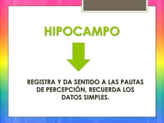 HIPOCAMPO

REGISTRA Y DA SENTIDO A LAS PAUTAS
DE PERCEPCIÓN, RECUERDA LOS
DATOS SIMPLES.

 