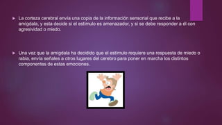  La corteza cerebral envía una copia de la información sensorial que recibe a la
amígdala, y esta decide si el estímulo es amenazador, y si se debe responder a él con
agresividad o miedo.
 Una vez que la amígdala ha decidido que el estímulo requiere una respuesta de miedo o
rabia, envía señales a otros lugares del cerebro para poner en marcha los distintos
componentes de estas emociones.
 