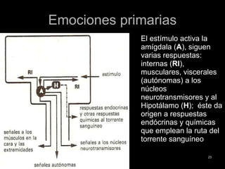 Emociones primariasEmociones primarias
El estímulo activa la
amígdala (A), siguen
varias respuestas:
internas (RI),
musculares, viscerales
(autónomas) a los
núcleos
neurotransmisores y al
Hipotálamo (H); éste da
origen a respuestas
endócrinas y químicas
que emplean la ruta del
torrente sanguíneo
2323
 