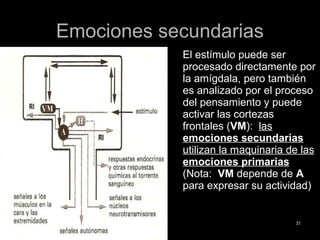 Emociones secundariasEmociones secundarias
El estímulo puede ser
procesado directamente por
la amígdala, pero también
es analizado por el proceso
del pensamiento y puede
activar las cortezas
frontales (VM): las
emociones secundarias
utilizan la maquinaria de las
emociones primarias
(Nota: VM depende de A
para expresar su actividad)
3131
 