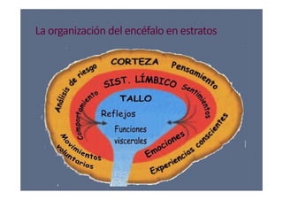 La organización del encéfalo en estratosLa organización del encéfalo en estratos
 
