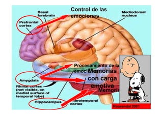 Control de las
emociones
Procesamiento de las
emocionesMemoriasMemoriasemocionesMemoriasMemorias
con cargacon carga
titi
Memoria
emotivaemotiva
Roosendal 2001
 