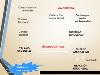 NUCLEO
AMIGDALINO
TALAMO
SENSORIAL
VÍA SUBCORTICAL
REACCIÓN
EMOCIONAL
Estímulo
emocional
CORTEZA
CINGULADA
Corteza pre
frontal
ventromedial
VÍA CORTICAL
Corteza
sensorial
Corteza Pre
frontal lateralCorteza
Temporal
Cortezas somato
sensoriales
feedback
Circuitos emocionales: La doble vía - LeDoux, 1996
32
 