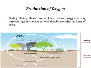 Production of Oxygen
• During Photosynthesis process forest releases oxygen a very
important gas for human survival thereby are called as lungs of
earth.
 