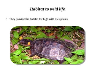 Habitat to wild life
• They provide the habitat for high wild life species
 