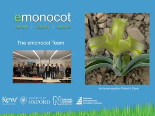 The emonocot Team Iris hymenospatha. Photo M. Zarrei 