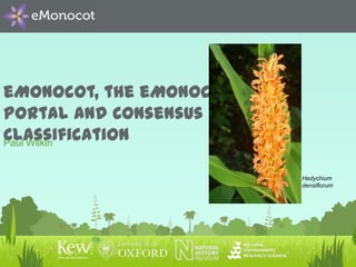 eMonocot, the eMonocot
Portal and Consensus
Classification
Paul Wilkin

                         Hedychium
                         densiflorum
 