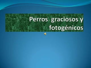 Perros  graciosos y  fotogénicos 