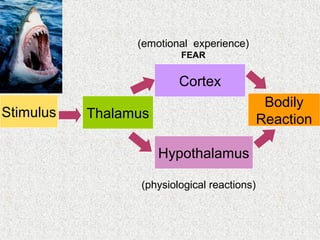 (emotional experience)
FEAR

Cortex
Stimulus

Bodily
Reaction

Thalamus
Hypothalamus
(physiological reactions)

 