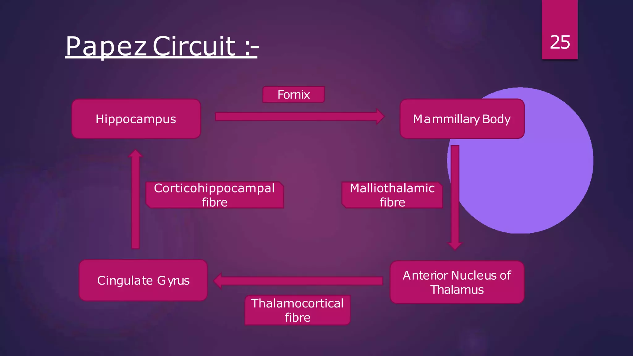 25
Papez Circuit :-
Hippocampus MammillaryBody
Cingulate Gyrus Anterior Nucleus of
Thalamus
Fornix
Thalamocortical
fibre
Malliothalamic
fibre
Corticohippocampal
fibre
 