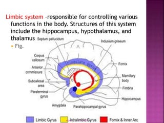Limbic system –responsible for controlling various
functions in the body. Structures of this system
include the hippocampus, hypothalamus, and
thalamus
 Fig.
drjma 3/18/2022
 