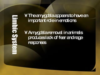 Limbic System The amygdala appears to have an important role in emotions Amygdala removal in animals produces lack of fear and rage responses 