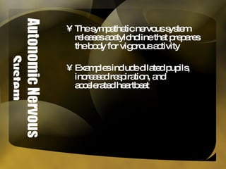 Autonomic Nervous System The sympathetic nervous system releases acetylcholine that prepares the body for vigorous activity Examples include dilated pupils, increased respiration, and accelerated heartbeat 
