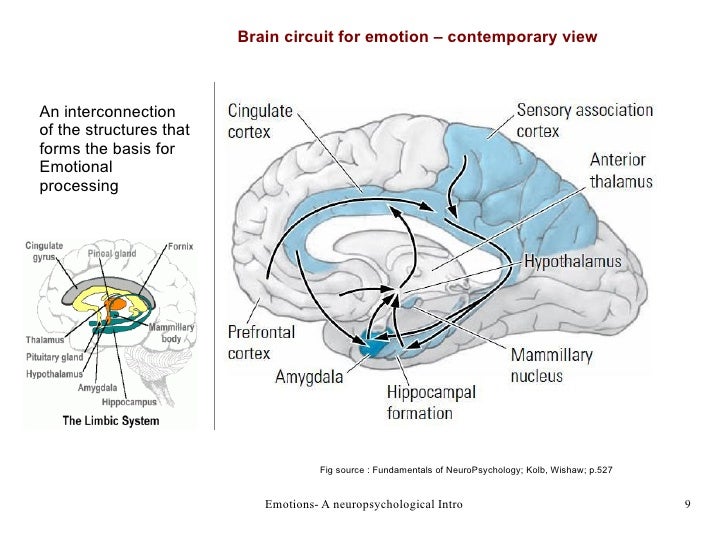 part of the brain that controls emotion part of the brain that controls emotion