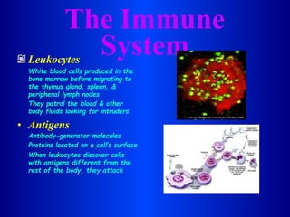 The Immune
System
Leukocytes
White blood cells produced in the
bone marrow before migrating to
the thymus gland, spleen, &
peripheral lymph nodes
They patrol the blood & other
body fluids looking for intruders
• Antigens
Antibody-generator molecules
Proteins located on a cell’s surface
When leukocytes discover cells
with antigens different from the
rest of the body, they attack
 