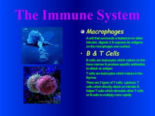 The Immune System
Macrophages
Acell that surrounds abacteriumor other
intruder, digests it & exposes its antigens
onthemicrophages ownsurface
• B & T Cells
B cells are leukocytes which mature on the
bone marrow&produce specific antibodies
toattackanantigen
Tcellsareleukocytes whichmatureinthe
thymus
Thereare2types of Tcells: cytotoxic T
cellswhichdirectlyattackanintruder &
helper Tcellswhichstimulateother Tcells
or Bcellstomultiplymorerapidly
 