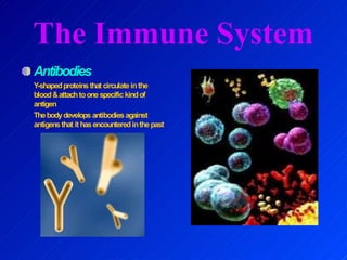 The Immune System
Antibodies
Y-shapedproteinsthat circulateinthe
blood&attachtoonespecific kindof
antigen
Thebodydevelops antibodiesagainst
antigensthat it hasencounteredinthepast
 