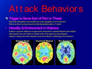 At t ack Behaviors
Trigger isSomeSort of Painor Threat
Primed by stimulating corticomedial area of the amygdala (seen in hamsters)
This area shows increased neural activity immediately after a 1st attack
• Heredity&Environment inViolence
Evidence of genetic influences in aggression, antisocial & criminal behavior (twin studies)
Monozygotic twins more likely to commit crimes & be aggressive than dizygotic
Adoptees with parents with criminal records more likely to exhibit aggressive behaviors
 