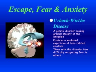 Escape, Fear & Anxiety
Urbach-Wiethe
Disease
A genetic disorder causing
gradual atrophy of the
amygdale
Produces a weakened
experience of fear-related
emotions
Those with this disorder have
difficulty recognizing fear in
others
 