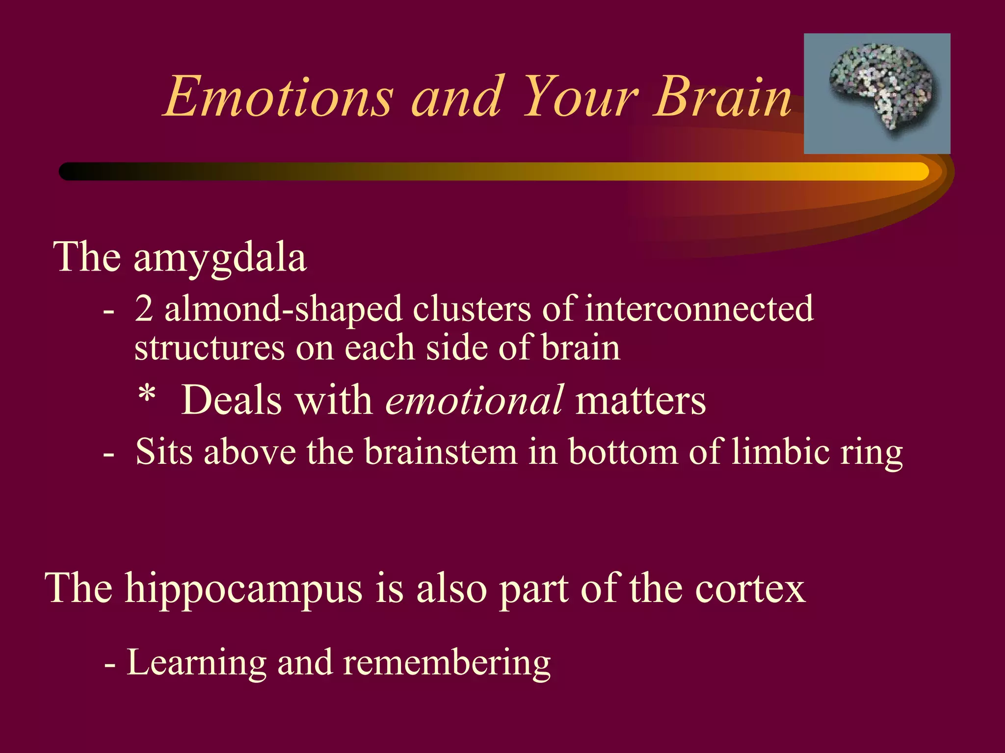 Emotions and Your Brain The amygdala -  2 almond-shaped clusters of interconnected structures on each side of brain *  Deals with  emotional  matters -  Sits above the brainstem in bottom of limbic ring The hippocampus is also part of the cortex - Learning and remembering 