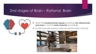 2nd stages of Brain – Rational Brain
 When the emotional brain signals something, the rational brain
processes it, and the body responds accordingly.
 Ex: We never get runaway when we see the snake in the zoo
 
