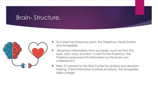 Brain- Structure.
 Our brain has three key parts: the Thalamus, Visual Cortex,
and Amygdala.
 All sensory information from our body—such as from the
eyes, ears, nose, and skin—is sent to the Thalamus. The
Thalamus processes this information so the brain can
understand it.
 Next, it’s passed to the Neo Cortex for analysis and decision-
making. If the information involves emotions, the Amygdala
takes charge
 