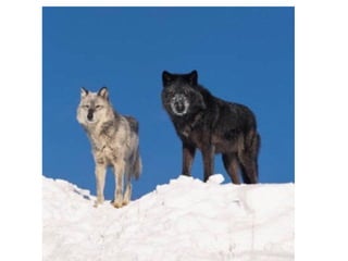 Emotional intelligence in the workplace