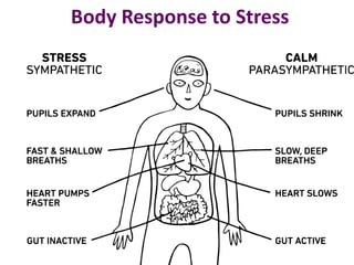 Body Response to Stress
 