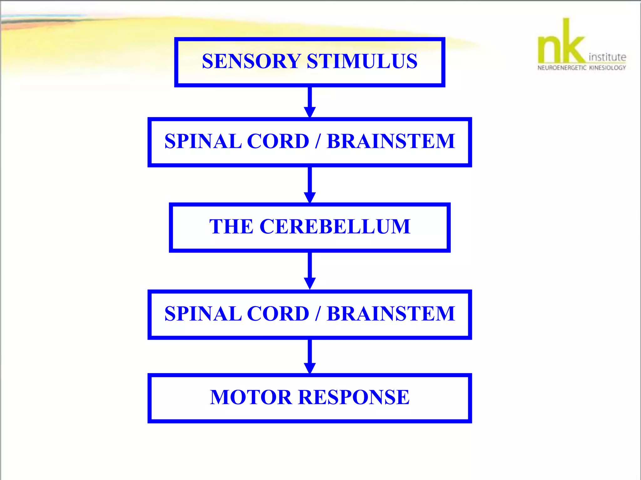 SENSORY STIMULUS
SPINAL CORD / BRAINSTEM
THE CEREBELLUM
SPINAL CORD / BRAINSTEM
MOTOR RESPONSE
 