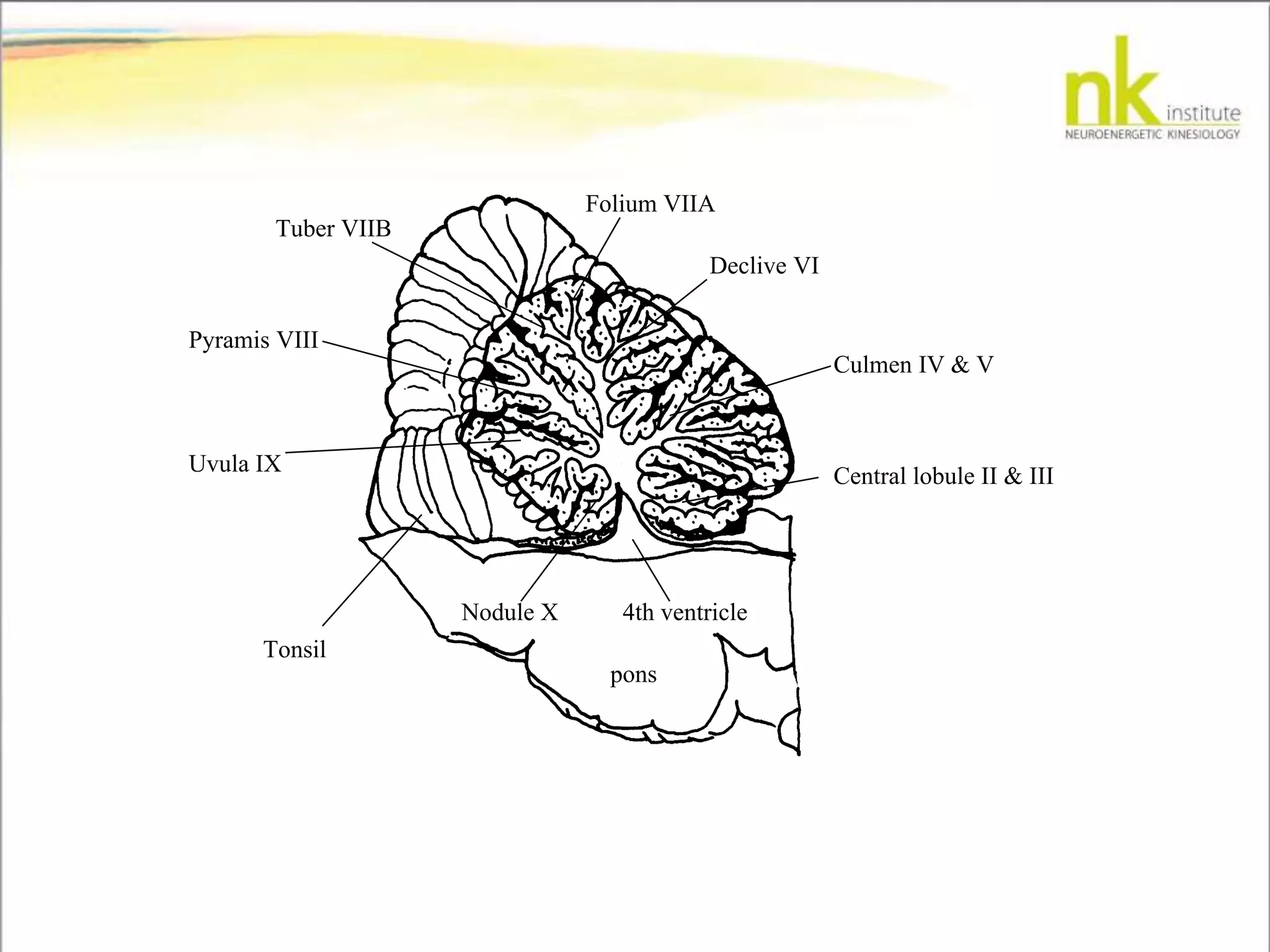 pons
Central lobule II & III
Culmen IV & V
Declive VI
4th ventricle
Folium VIIA
Tuber VIIB
Pyramis VIII
Uvula IX
Nodule X
Tonsil
 