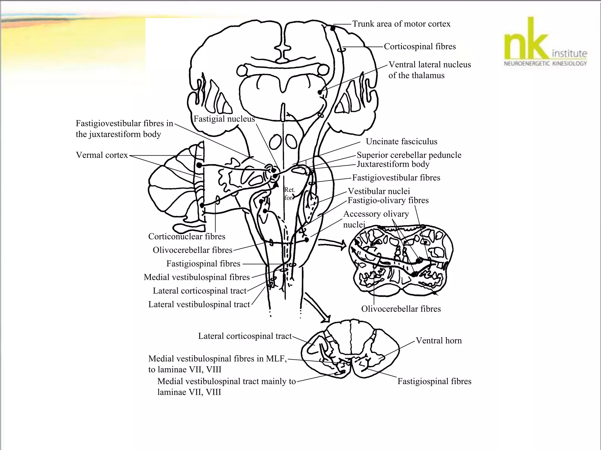 Trunk area of motor cortex
Corticospinal fibres
Ventral lateral nucleus
of the thalamus
Accessory olivary
nuclei
Fastigio-olivary fibres
Vestibular nuclei
Fastigiovestibular fibres
Juxtarestiform body
Superior cerebellar peduncle
Uncinate fasciculus
Olivocerebellar fibres
Ventral horn
Fastigiospinal fibres
Lateral corticospinal tract
Medial vestibulospinal fibres in MLF,
to laminae VII, VIII
Medial vestibulospinal tract mainly to
laminae VII, VIII
Corticonuclear fibres
Olivocerebellar fibres
Fastigiospinal fibres
Medial vestibulospinal fibres
Lateral corticospinal tract
Lateral vestibulospinal tract
Vermal cortex
Fastigial nucleus
Fastigiovestibular fibres in
the juxtarestiform body
Ret.
for.
 