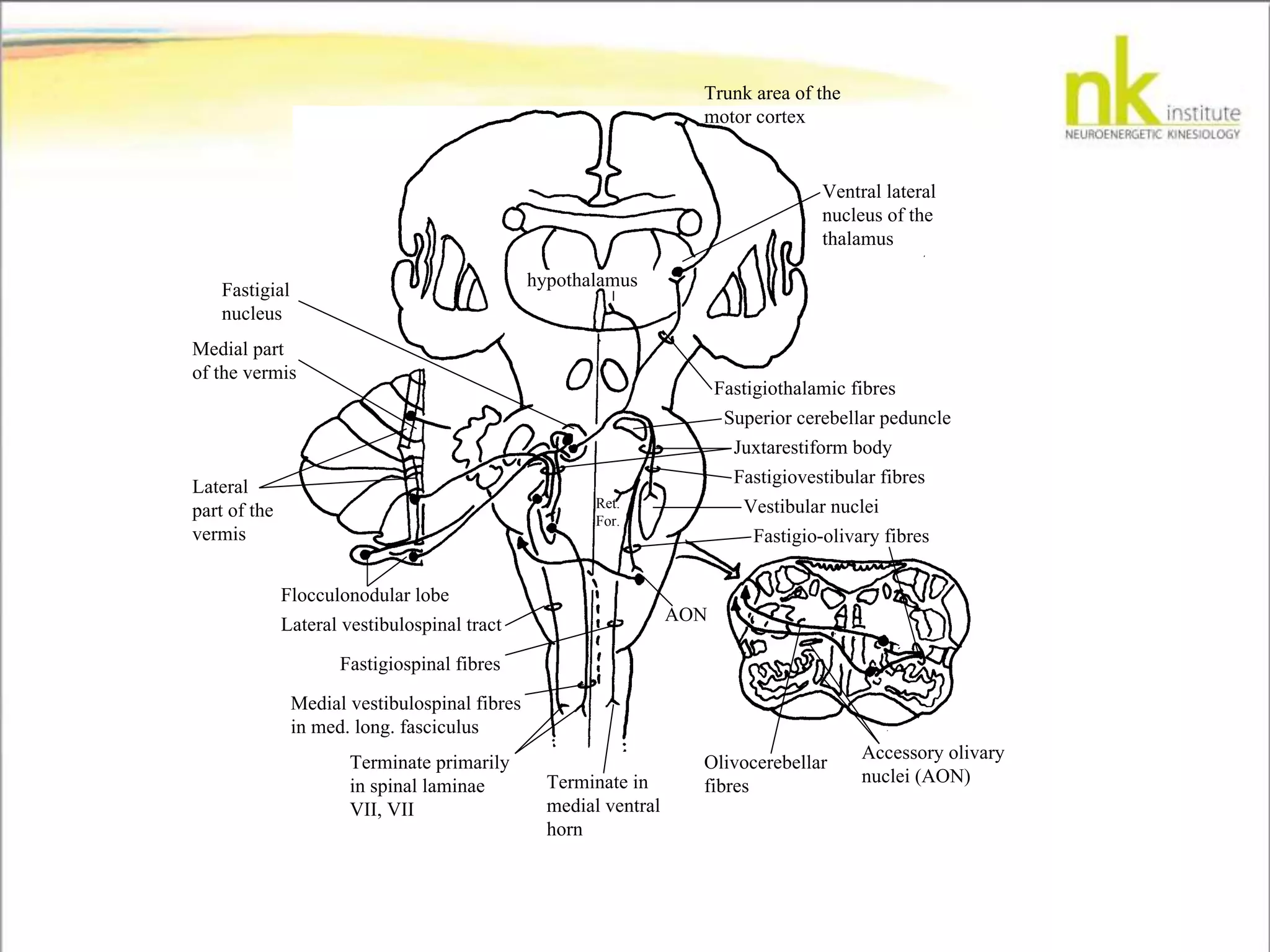 Trunk area of the
motor cortex
Ventral lateral
nucleus of the
thalamus
hypothalamus
Fastigiothalamic fibres
Superior cerebellar peduncle
Juxtarestiform body
Fastigiovestibular fibres
Vestibular nuclei
Fastigio-olivary fibres
Accessory olivary
nuclei (AON)
Olivocerebellar
fibresTerminate in
medial ventral
horn
Terminate primarily
in spinal laminae
VII, VII
Medial vestibulospinal fibres
in med. long. fasciculus
Fastigiospinal fibres
Lateral vestibulospinal tract
Flocculonodular lobe
Lateral
part of the
vermis
Medial part
of the vermis
Fastigial
nucleus
Ret.
For.
AON
 