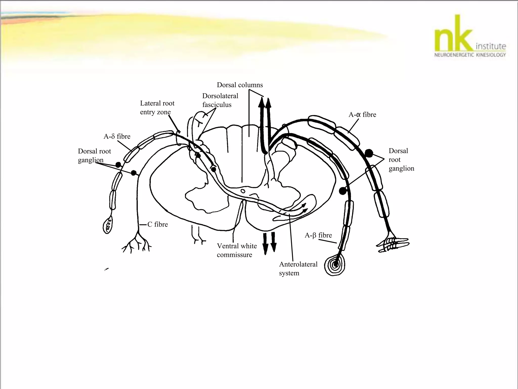 Dorsal columns
Dorsolateral
fasciculusLateral root
entry zone
A- fibre
Dorsal root
ganglion
C fibre
Ventral white
commissure
Anterolateral
system
A- fibre
A-α fibre
Dorsal
root
ganglion
 