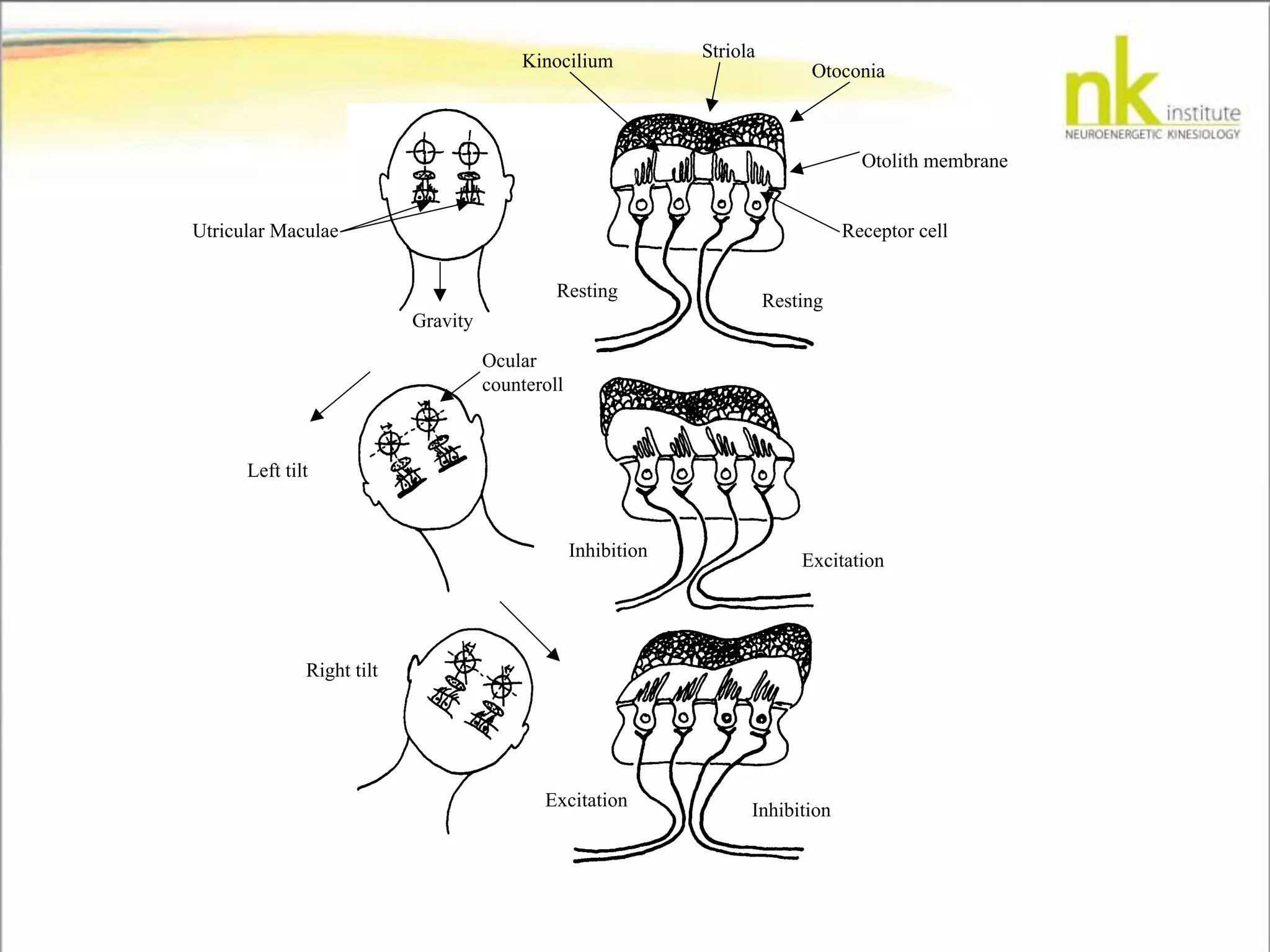 Striola
Otoconia
Otolith membrane
Receptor cell
Kinocilium
Gravity
Utricular Maculae
Resting Resting
ExcitationInhibition
InhibitionExcitation
Left tilt
Right tilt
Ocular
counteroll
 
