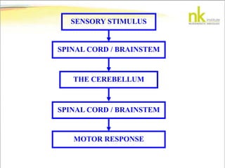 SENSORY STIMULUS
SPINAL CORD / BRAINSTEM
THE CEREBELLUM
SPINAL CORD / BRAINSTEM
MOTOR RESPONSE
 