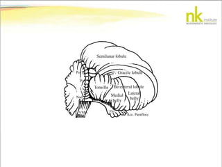 Semilunar lobule
Gracile lobule
Biventeral lobule
Lateral
belly
Medial
belly
Tonsilla
Fo-Tu
Py
Uv
Nad
VMA Flo
Acc. Paraflocc
 