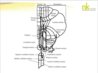 Vermis Int Hemisphere
Primary
fissure
A B C1 C2 C3 D
Simple
lobule
Ansiform lobule
Paramedian
lobule
Paraflocculus
Flocculus
Cerebellar nuclei
Anterior
lobe
Fastigial nucleus
Dentate nucleus
Emboliform nucleus
Globose nucleus
Lateral Vestibular nucleus
Superior vestibular nucleus
Medial vestibular nucleus
Inferior vestibular nucleus
Nodulus
 
