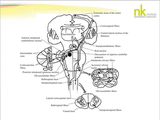 Extremity areas of the motor
cortex
Corticospinal fibres
Ventral lateral nucleus of the
thalamus
Interpositothalamic fibres
Red nucleus
Decussation of superior cerebellar
peduncle
Interposito-olivary fibres
Accessory olivary
nuclei
Olivocerebellar fibres
Interpositospinal fibres
Ventral horn
Rubrospinal fibres
Lateral corticospinal tract
Interpositospinal tract
Rubrospinal tract
Olivocerebellar fibres
Posterior interposed (globose) nucleus
Intermediate
zone
Corticonuclear
fibres
Anterior interposed
(emboliform) nucleus
Hypothalamus
Ret.
for
 
