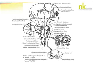 Trunk area of motor cortex
Corticospinal fibres
Ventral lateral nucleus
of the thalamus
Accessory olivary
nuclei
Fastigio-olivary fibres
Vestibular nuclei
Fastigiovestibular fibres
Juxtarestiform body
Superior cerebellar peduncle
Uncinate fasciculus
Olivocerebellar fibres
Ventral horn
Fastigiospinal fibres
Lateral corticospinal tract
Medial vestibulospinal fibres in MLF,
to laminae VII, VIII
Medial vestibulospinal tract mainly to
laminae VII, VIII
Corticonuclear fibres
Olivocerebellar fibres
Fastigiospinal fibres
Medial vestibulospinal fibres
Lateral corticospinal tract
Lateral vestibulospinal tract
Vermal cortex
Fastigial nucleus
Fastigiovestibular fibres in
the juxtarestiform body
Ret.
for.
 