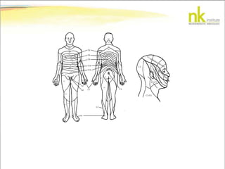 C2
C3
C4
C5
C6
C5
C3
C2
C4
C2
C2-C3
C3-C4
C6
C8
C8
C7
T1
T1
T2
T2
T3
T5
T7
T9
T12
T10
T8
T6
T4
C5
C6
L1
L2
L3
L5
L4
S1
S2
L5
L1
L2
S3
S3
S4
Cx
V1-ophthalmic division
V
2-m
axillary
division
V3-mandibulardivision
 