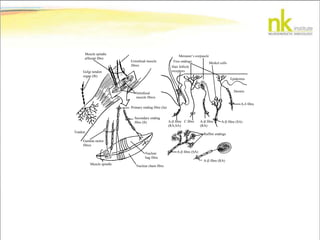 Golgi tendon
organ (Ib)
Muscle spindle
afferent fibre
Extrafusal muscle
fibres
Intrafusal
muscle fibres
Hair follicle
receptors
Free endings
Meissner’s corpuscle
Merkel cells
Epidermis
Dermis
A- fibre
A- fibre (SA)
A- fibre (RA)
A- fibre (SA)
A- fibre
(RA)
C fibreA- fibre
(RA,SA)
Ruffini endings
Nuclear
bag fibre
Nuclear chain fibre
Muscle spindle
Secondary ending
fibre (II)
Primary ending fibre (Ia)
Tendon
Gamma motor
fibres
 