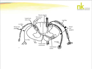 Dorsal columns
Dorsolateral
fasciculusLateral root
entry zone
A- fibre
Dorsal root
ganglion
C fibre
Ventral white
commissure
Anterolateral
system
A- fibre
A-α fibre
Dorsal
root
ganglion
 