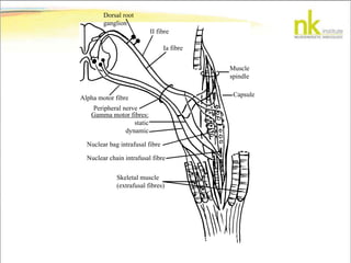 Dorsal root
ganglion
II fibre
Ia fibre
Muscle
spindle
Capsule
Skeletal muscle
(extrafusal fibres)
Nuclear chain intrafusal fibre
Nuclear bag intrafusal fibre
Gamma motor fibres:
static
dynamic
Peripheral nerve
Alpha motor fibre
 