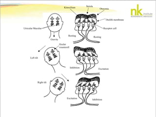 Striola
Otoconia
Otolith membrane
Receptor cell
Kinocilium
Gravity
Utricular Maculae
Resting Resting
ExcitationInhibition
InhibitionExcitation
Left tilt
Right tilt
Ocular
counteroll
 